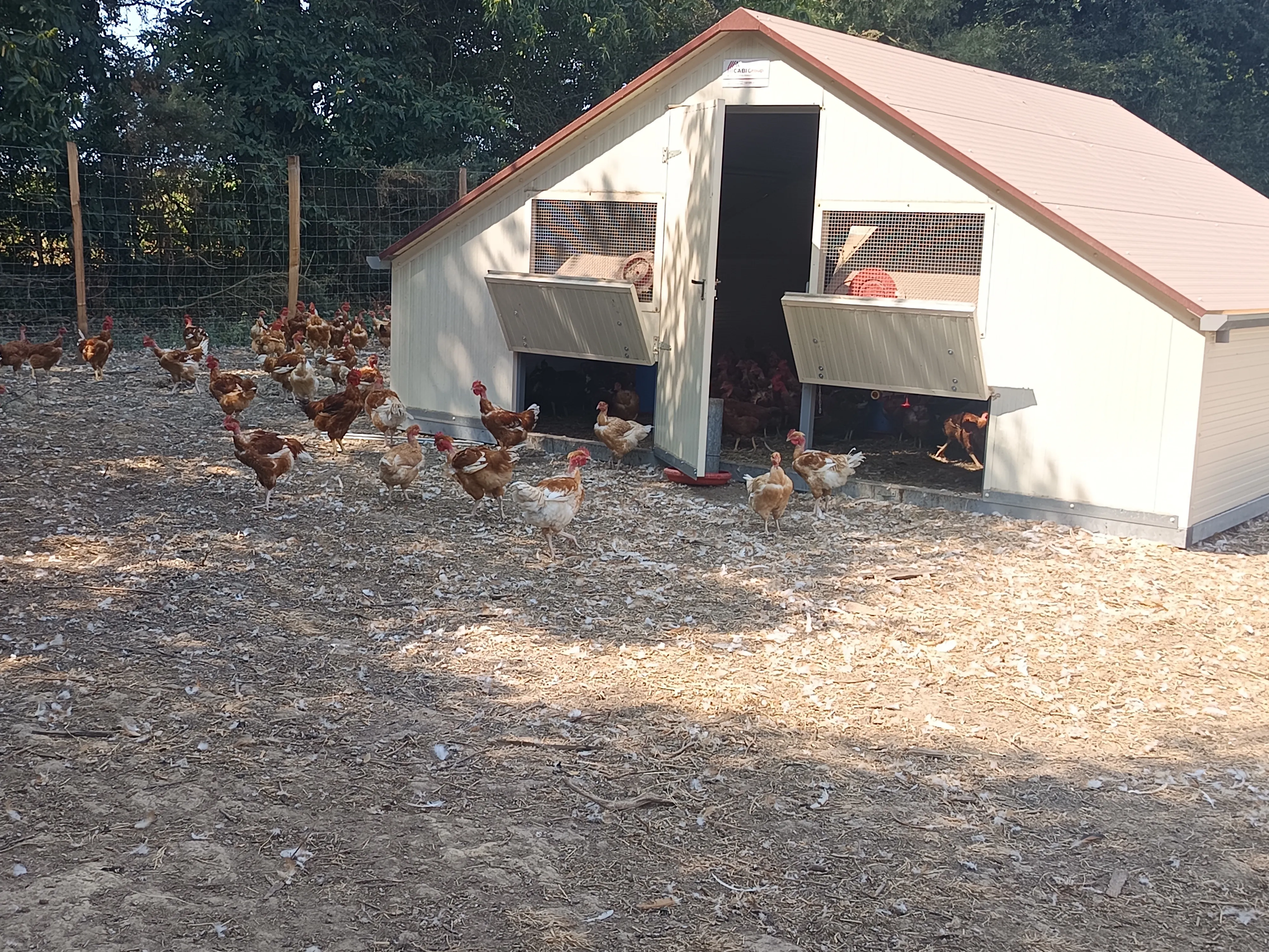 Vente de poulets fermiers à Saint-Père-en-Retz
