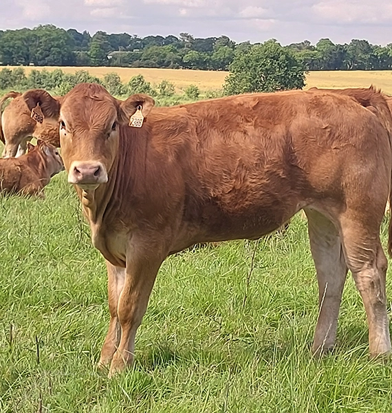 Vente directe à la ferme, vente produit bio à Saint-Père-en-Retz (44)