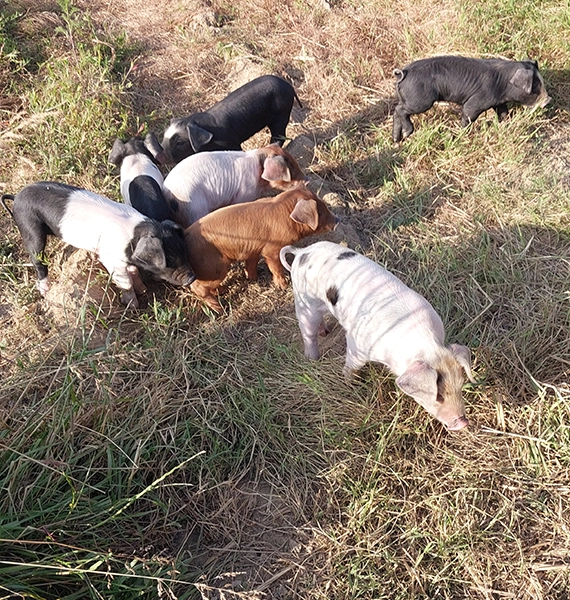 Vente directe à la ferme, vente produit bio à Saint-Père-en-Retz (44)